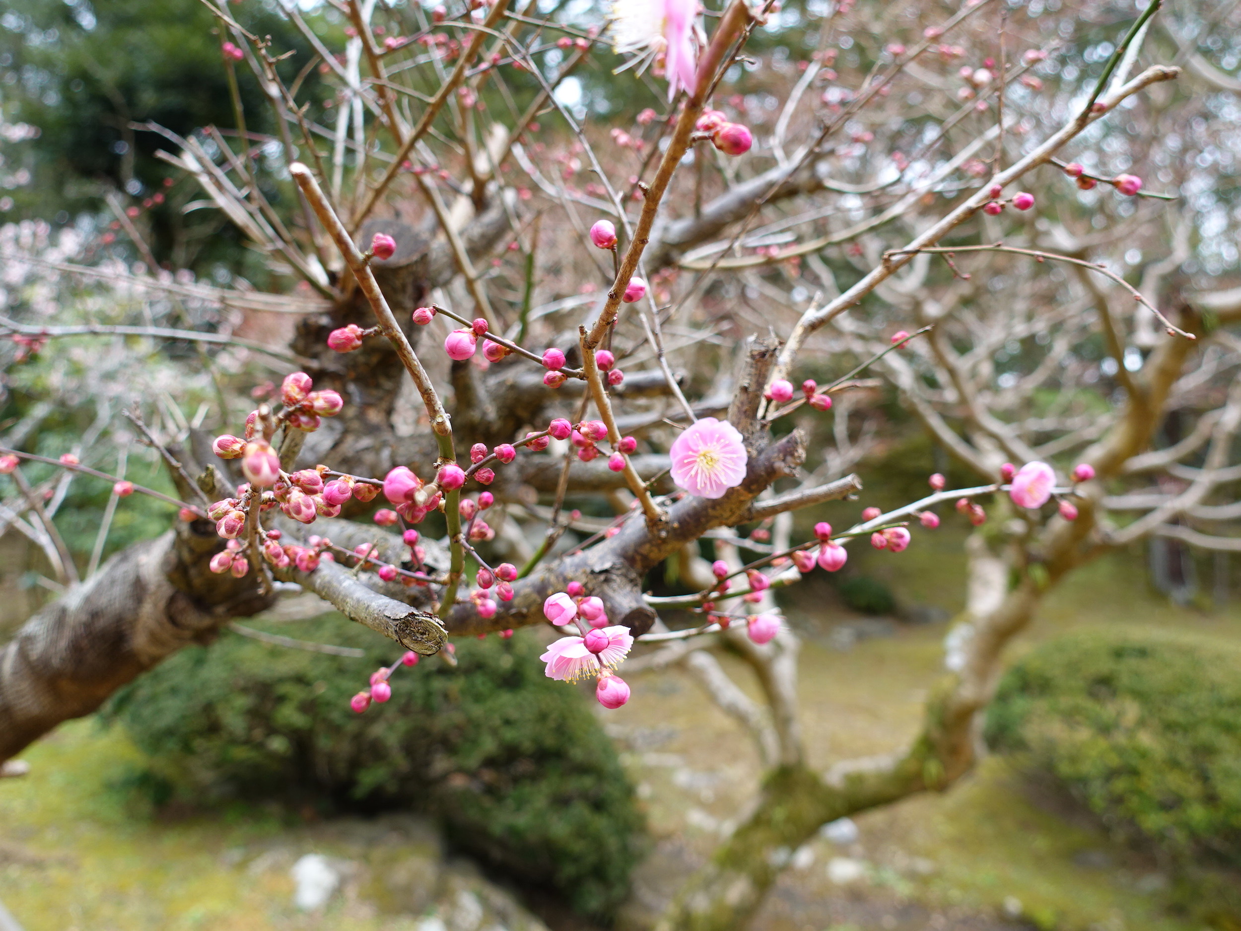 梅花祭在有名觀光地成田山盛大舉辦